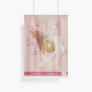 Affiche Creux axillaire "complète"